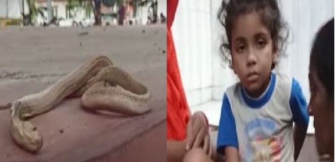 4 साल के बच्चे को कोबरा सांप ने काटा, 30 सेकंड में हुई कोबरा सांप की मौत,,,।