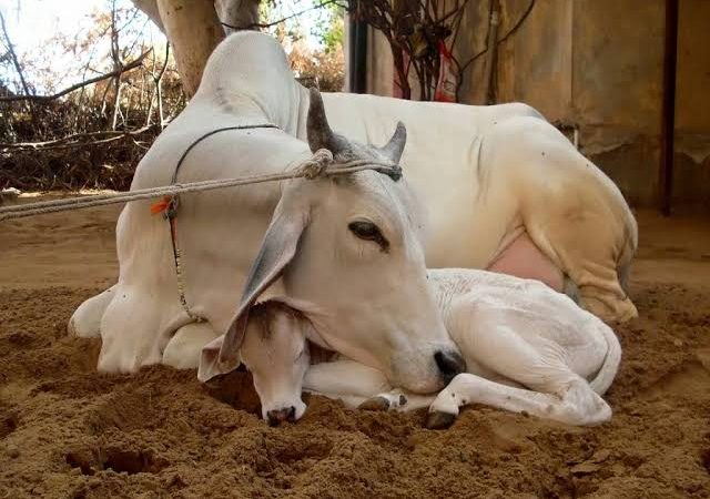सनातन धर्म गाय से पैदा होता है, जिस दिन गौहत्या बंद हो जाएगी, उस दिन धरती की समस्याएं खत्म हो जाएंगी: गुजरात कोर्ट