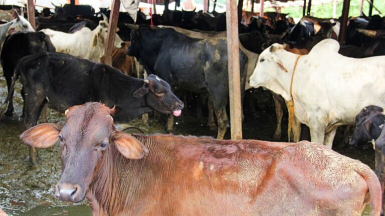 गौशाला में रहस्यमय परिस्थितियों में 45 गायें मर गई थीं, 16 दिन बाद बड़ा खुलासा हुआ,,,।